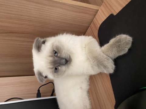 4,5 aylık scottish fold erkek