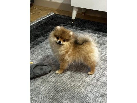 Satılık pomeranian oyuncu karakter