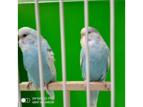 Yeni yeme düşmüş muhabbet kuşu bebekler