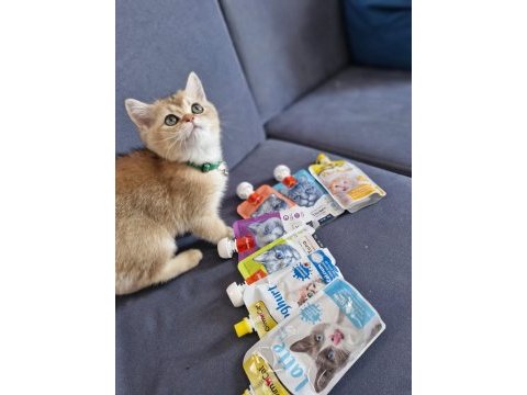3.5 aylık erkek british shorthair golden
