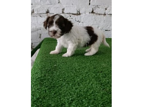 Morkie erkek yavrumuz
