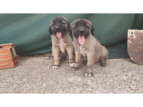 Kangal erkek bebekler