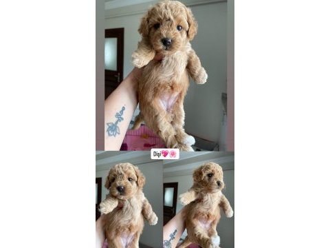 Poodle köpeğimiz