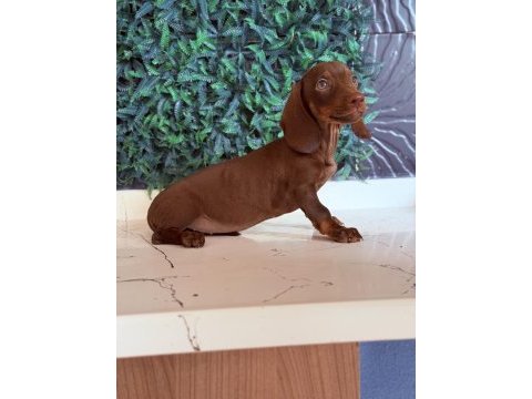 Dünyanın gözdesi ırk mini dachshund