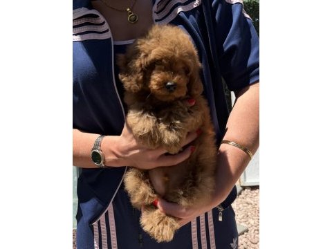 Red toy poodle