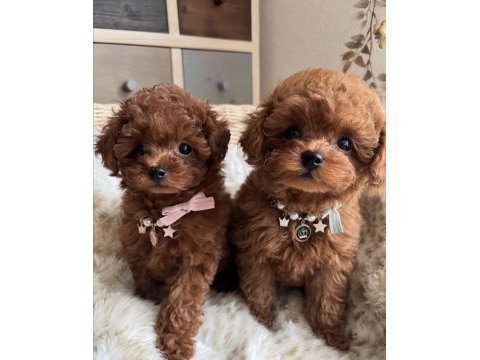 Sevimli toy poodle yavrularım