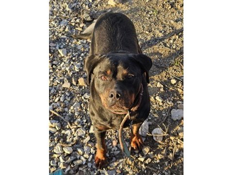 Damızlık erkek ve dişi rottweiler ve yavrular