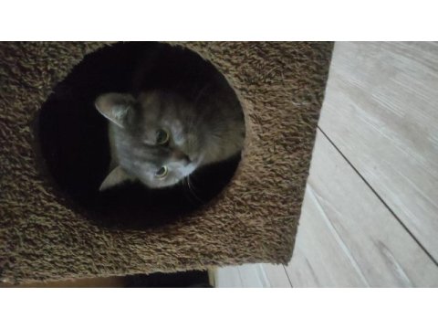 Çok çok sakin sevimli heram british shorthair