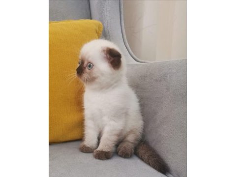 Scottish fold blue poınt