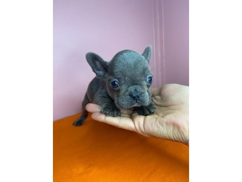 Orjinal french bulldog blue köpeğimiz
