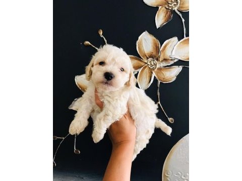 Güzel maltipoo köpekler