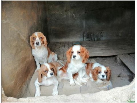 Cavalier king charles yeni doğan yavrular