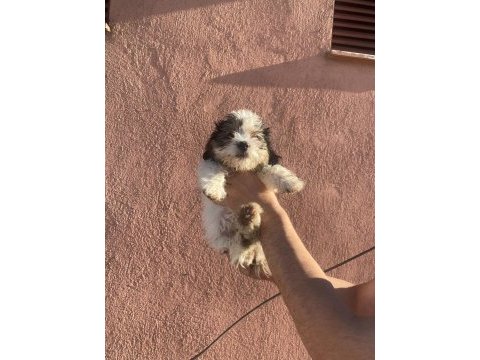 A kalite shih tzu yavrular
