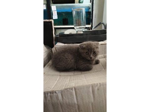 Scottish fold 60 günlük hemen teslim yavru erkek
