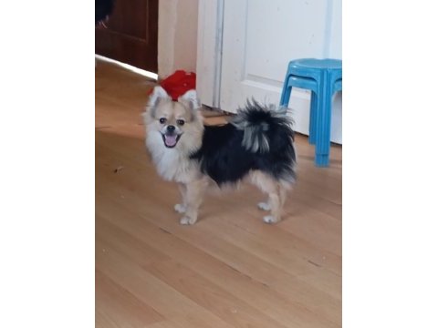 1 yaşında pomeranian yavru köpekler