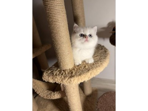 British shorthair golden point dişi erkek bebeklerim