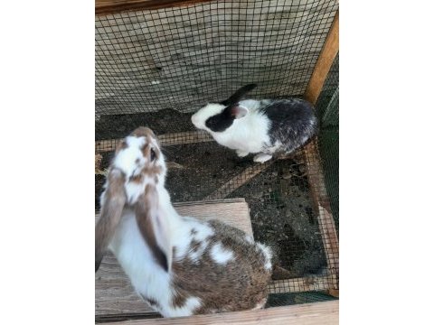 1 yaşında erkek ve dişi çift tavşan