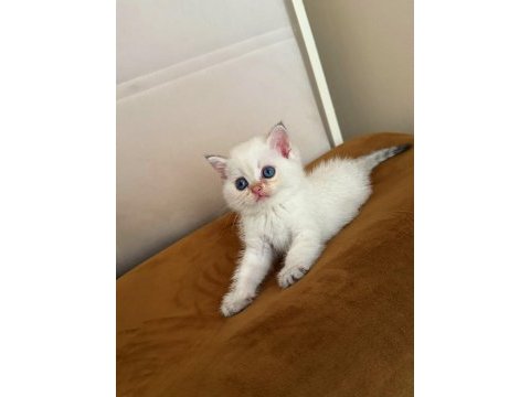 Safkan british shorthair erkek bebekler