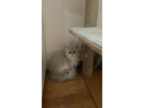 British longhair 1 yaşında