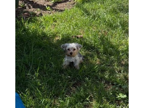 Ped eğitimi tam yorkshire terrier