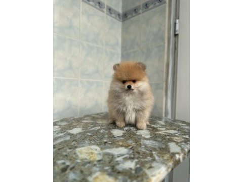 2 aylık erkek pomeranian boo
