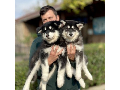 Safkan alaskan malamute yavrularımız