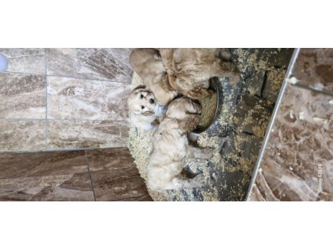 Maltipoo yavrularimiz