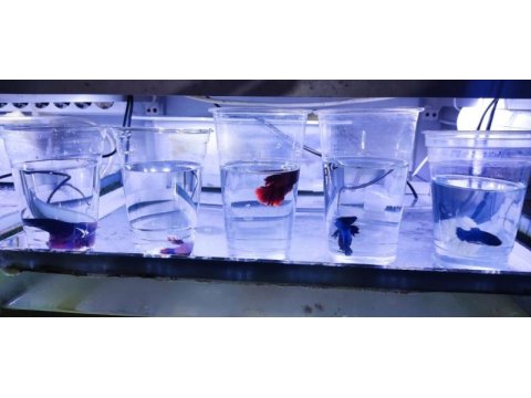 Rengarenk betta balıkları