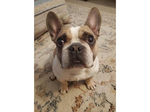 French bulldog bal
