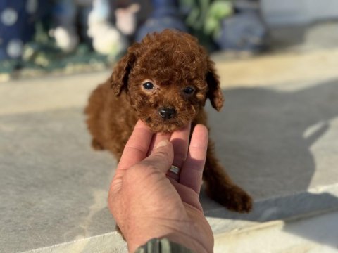Petmode köpek çiftliğinden tiny kore poodle yavrular