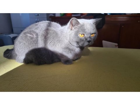 Evde kedi fazlalığından ev kedilerimi sahiplendiriyorum