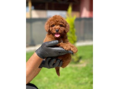 Yeni ailesini bekleyen toy poodle yavrumuz
