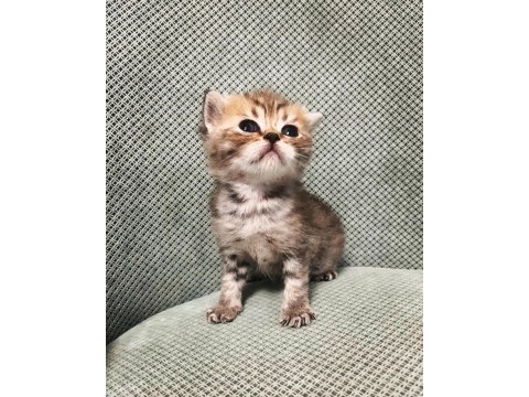 Scottish fold tabby