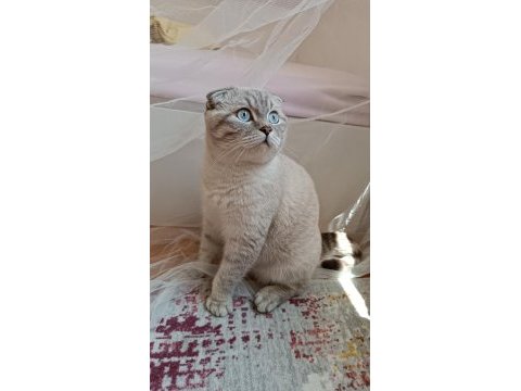 Scottish fold kedimiz bulut için dişi eş arıyoruz