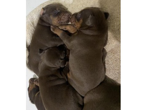A kalite doberman yavruları