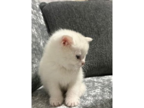 Ayı surat erkek british shorthair