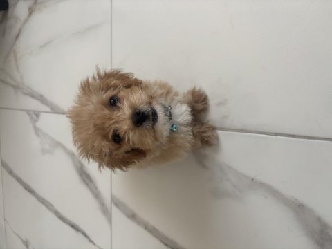3 aylık erkek maltipoo cinsi