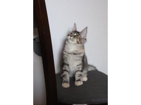 Şecereler ligi renkler gökkuşağı safkan maine coon