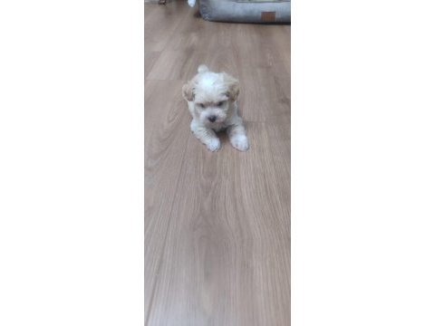 Sevimli maltese yavrusu