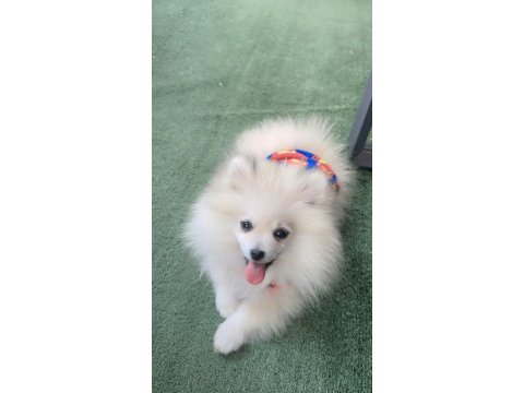 Pomeranian boo 3,5 aylık