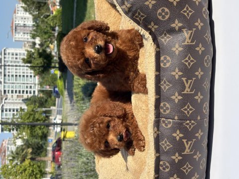 Red toy poodle bebekler