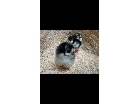 Civciv australorp
