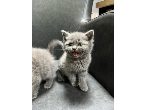 Şımarık british shorthair kızlarım