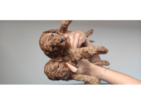 Toy poodle a scr bebekler burkemden