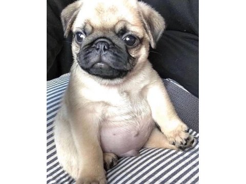 Ev ortamından show kalite pug mops yavrular