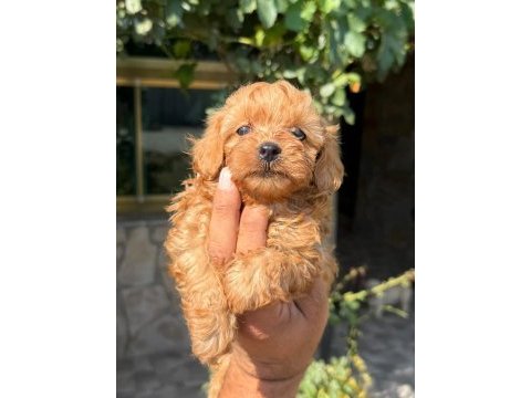 Maltipoo şeker mi şekerler