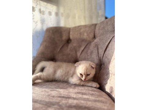 Oyuncu kedilerim 3 aylık scottish fold