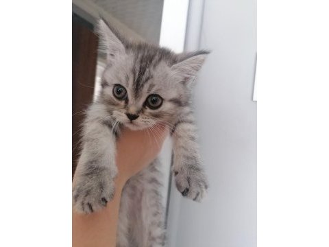 Yavru british shorthair