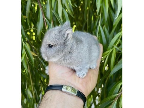 Hollanda cüce tavşanlar netherland dwarf