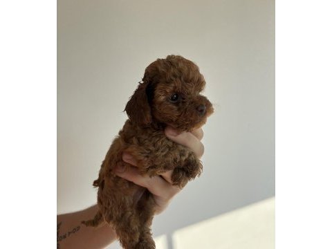 Kore toy poodle
